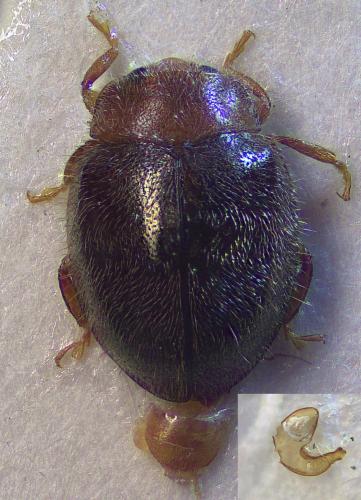 Rhyzobius lophanthae